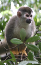 Costa Rican wildlife