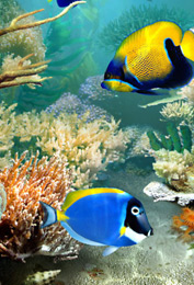 Costa Rica  scuba diving